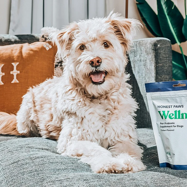 Huiles CBD pour chiens : comment choisir le meilleur pour votre compagnon à quatre pattes ?