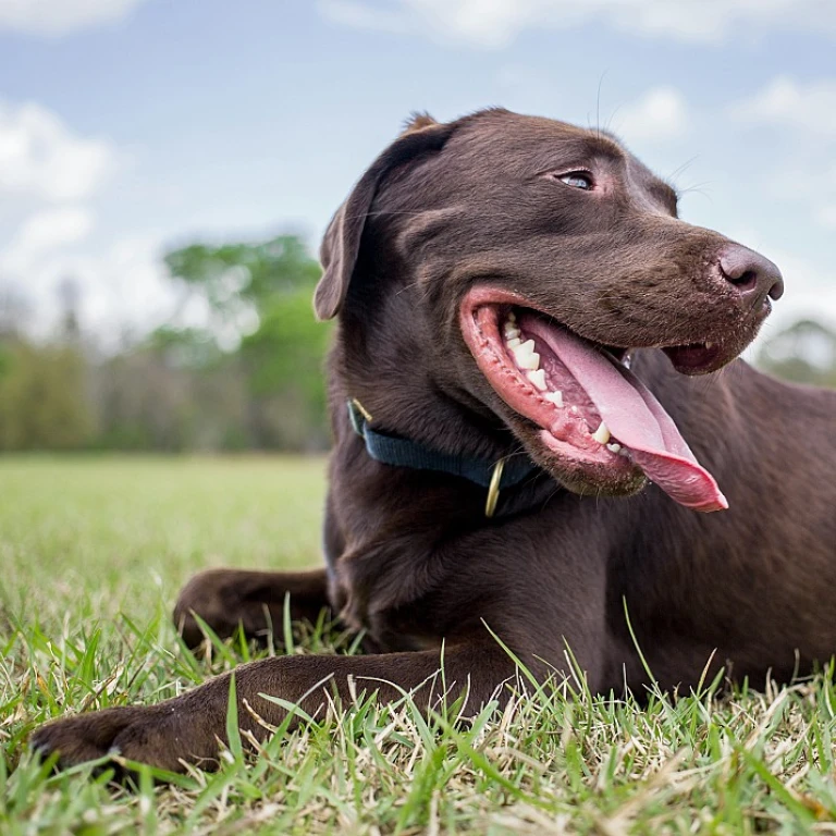 CBD Canin: Naviguer entre Effets Bénéfiques et Risques Potentiels