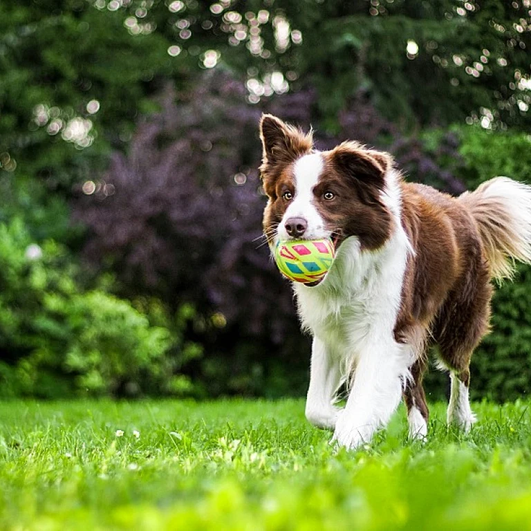 Élucider l'Utilisation du CBD Spécialisé pour les Troubles Articulatoires chez le Chien