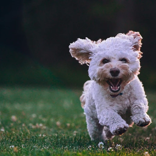 L'Essentiel des Crèmes et Baumes au CBD pour le Bien-être Cutané de votre Chien