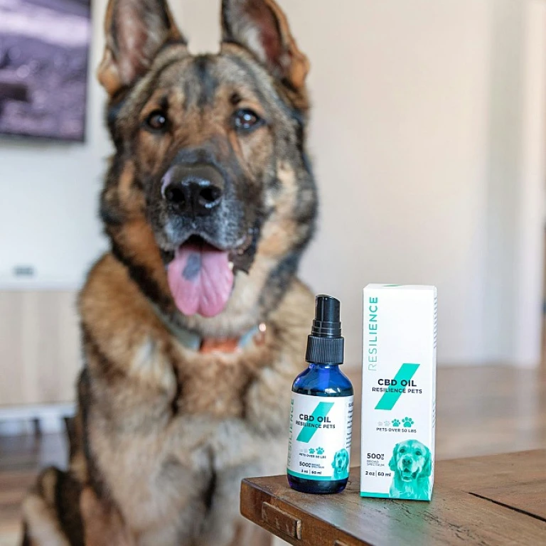 Comprendre l'Interaction du CBD avec les Médicaments Classiques chez le Chien