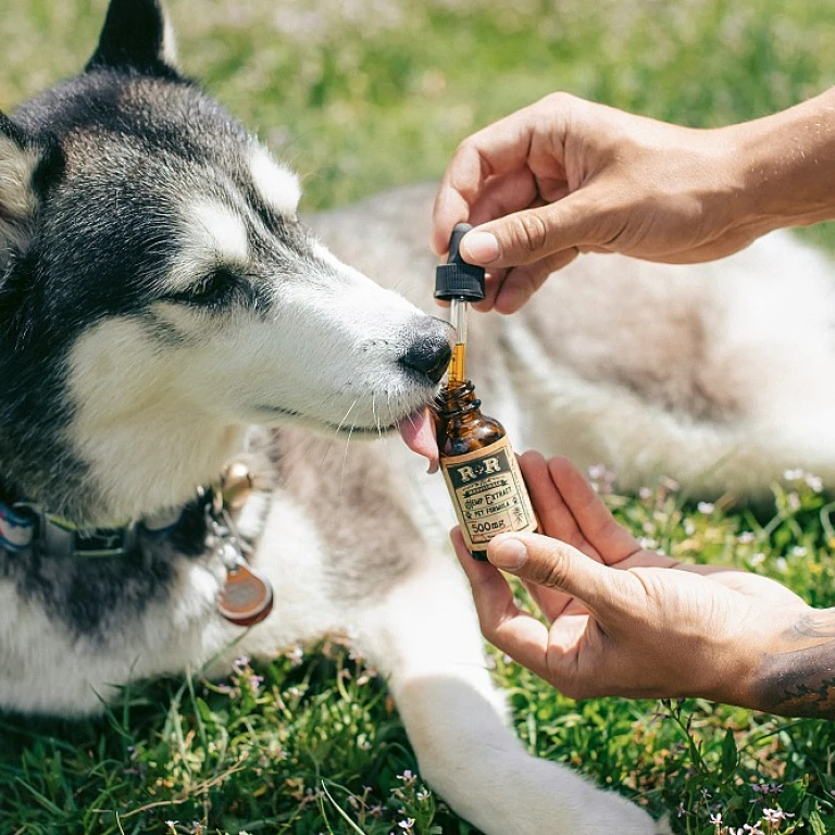 Quels sont les bienfaits de l'huile cbd pour votre chien ?