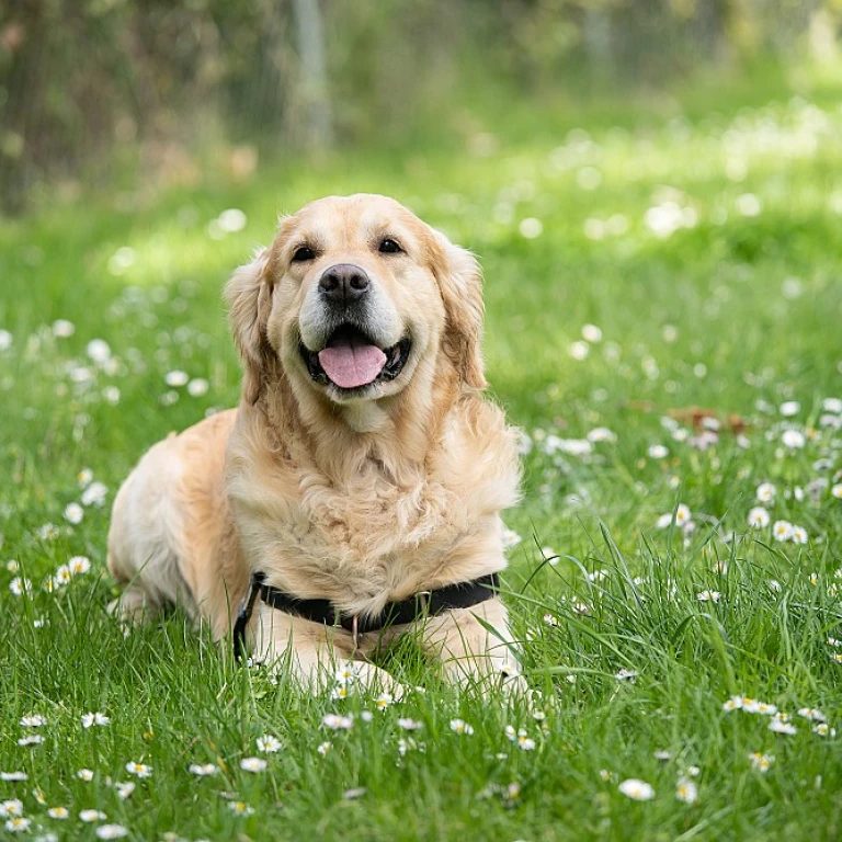 Soulager la douleur de votre chien avec le CBD : une solution naturelle