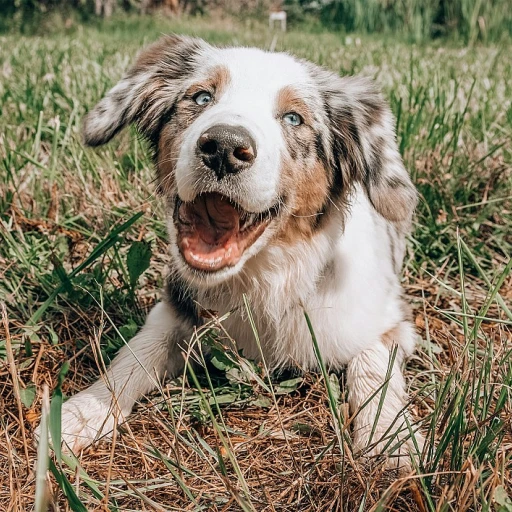 Le CBD pour chiens : un allié contre l'inflammation