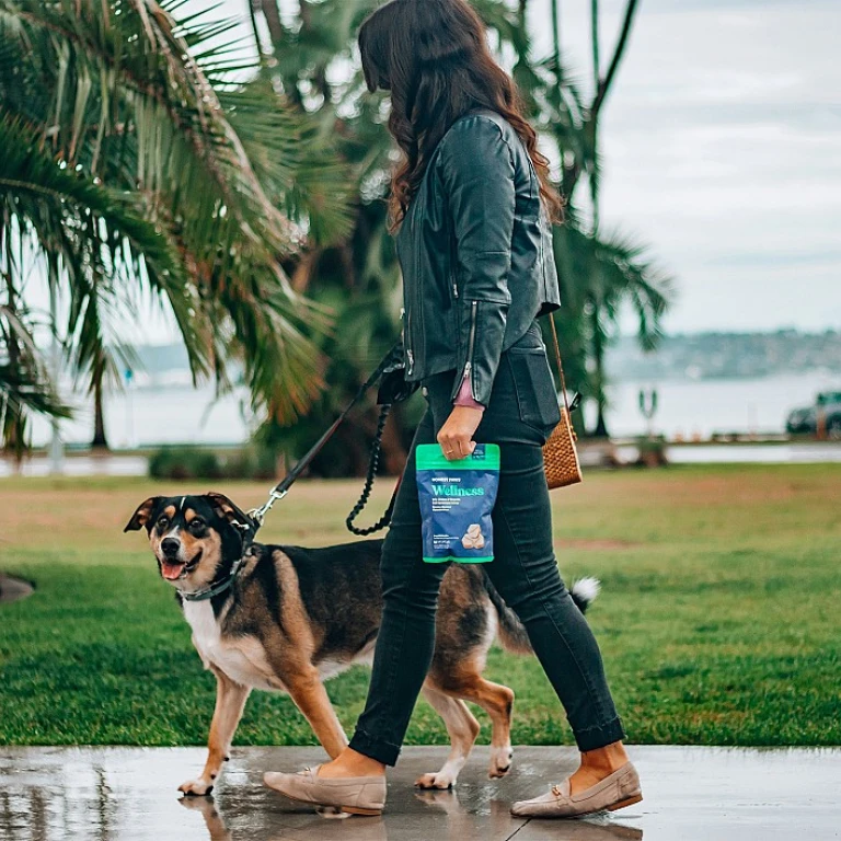 Le CBD : un allié naturel pour apaiser votre chien